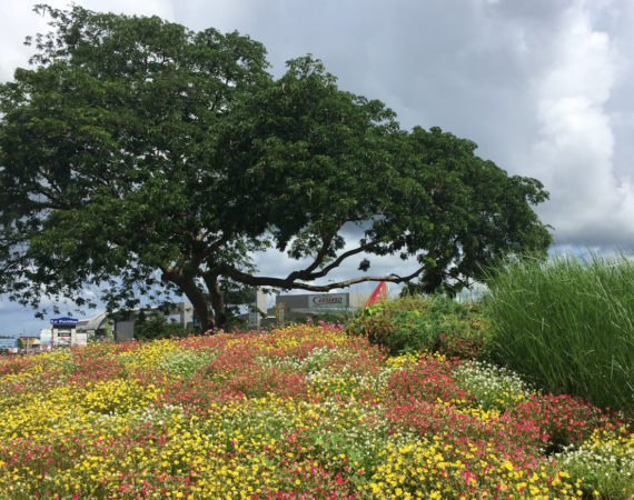 paysage-guadeloupe