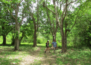 Foret tropicile  Guadeloupe