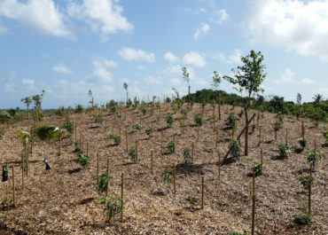 plante  Guadeloupe